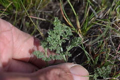 Lomatium foeniculaceum fimbriatum