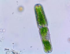 Tetmemorus brebissonii