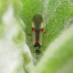 Tupiocoris californicus