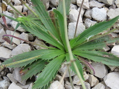 Plantago serraria