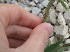 Plantago serraria