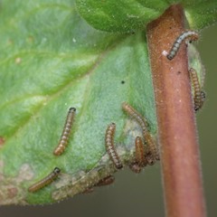 Euphydryas chalcedona