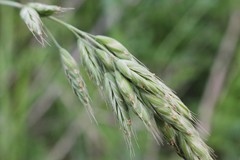 Bromus hordeaceus hordeaceus