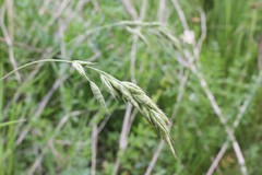 Bromus hordeaceus hordeaceus