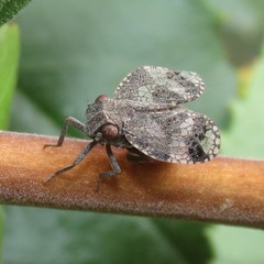 Dictyobia semivitrea