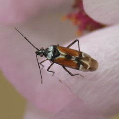 Macrotylus vanduzeei