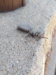 Acanthocinus spectabilis