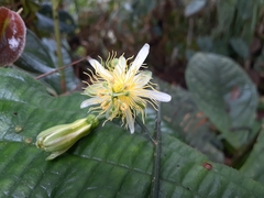 Passiflora leptopoda