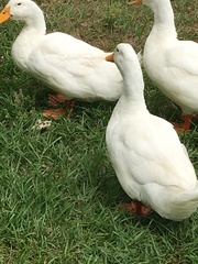 Anas platyrhynchos domesticus