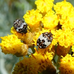 Anthrenus angustefasciatus