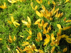 Ulex densus