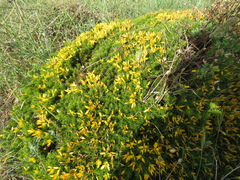 Ulex densus