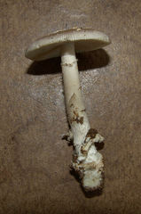 Amanita