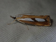 Catoptria permutatellus
