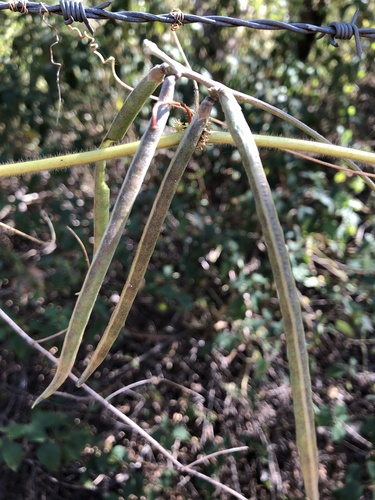 Macroptilium atropurpureum