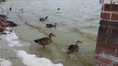 Anas platyrhynchos domesticus