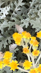 Echinargus isola