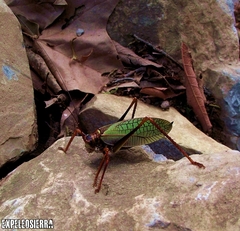 Pterophylla beltrani