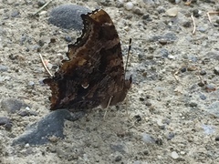 Polygonia comma