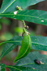 Tabernaemontana siphilitica