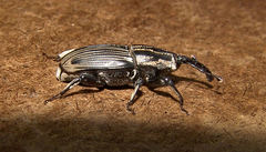 Sphenophorus pertinax