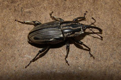 Sphenophorus pertinax