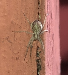 Philodromus dispar