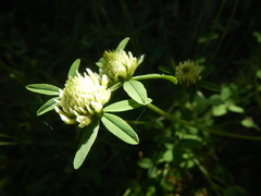 Trifolium ochroleucon