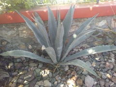 Agave zebra