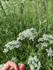 Anthriscus sylvestris