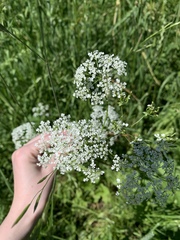Anthriscus sylvestris
