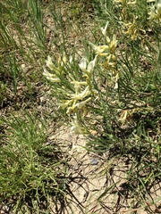 Astragalus pectinatus