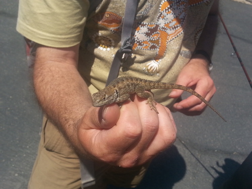 iNaturalist observation photo of Desert Spiny Lizard