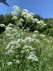 Anthriscus sylvestris