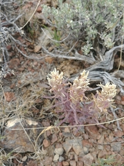 Castilleja pilosa pilosa