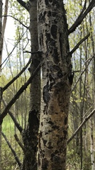 Entoleuca mammata