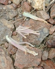 Castilleja pilosa pilosa