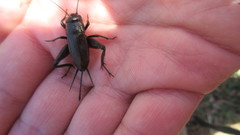 Gryllus rubens