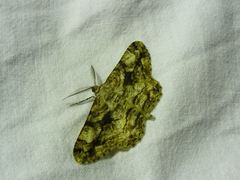 Peribatodes umbraria