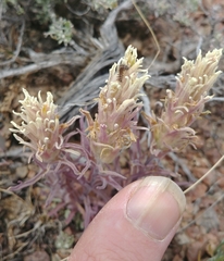 Castilleja pilosa pilosa