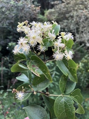 Clematis haenkeana