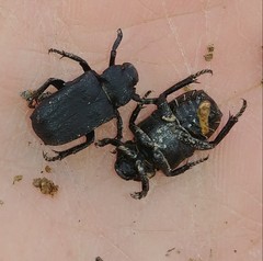 Cremastocheilus armatus