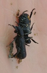 Cremastocheilus armatus