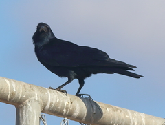 Corvus imparatus