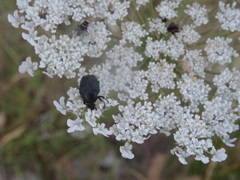 Oxythyrea funesta