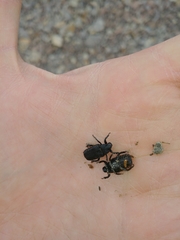 Cremastocheilus armatus