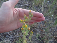 Blackstonia acuminata