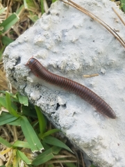 Narceus americanus