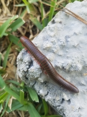 Narceus americanus