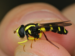 Xanthogramma pedissequum